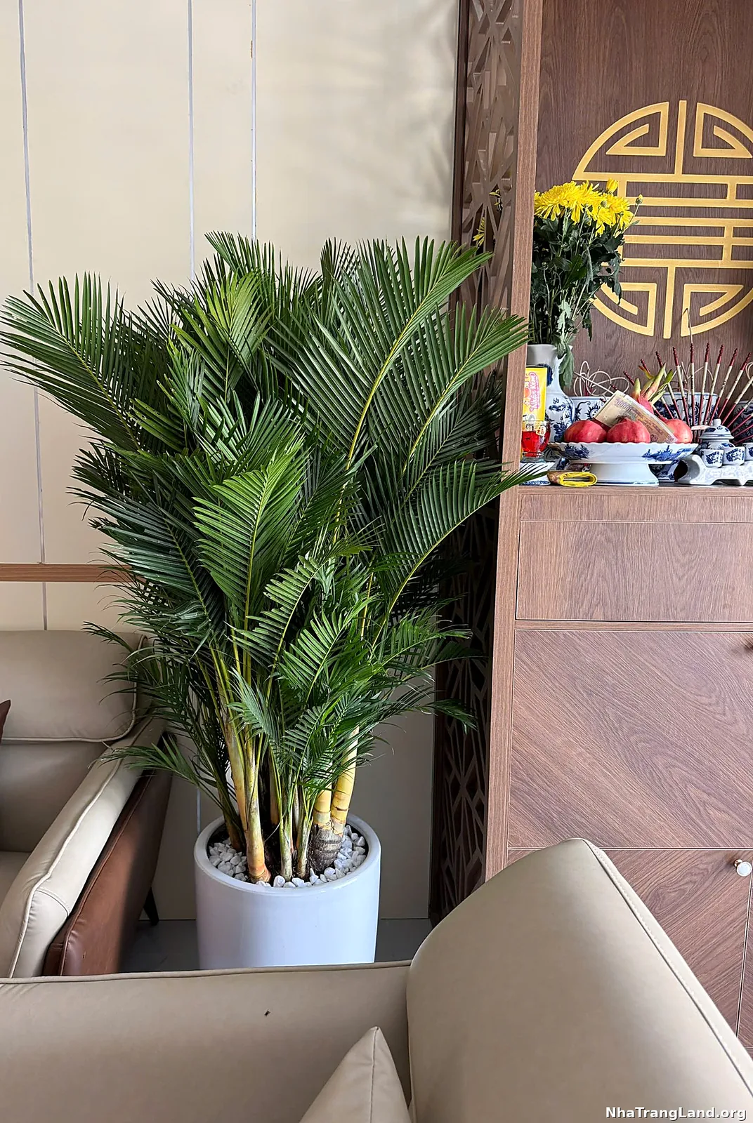 Cây cọ cảnh bàn thờ gỗ nội thất Sun Park