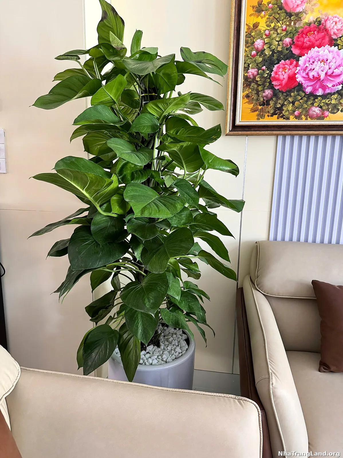 Cây monstera phòng khách nội thất Para Sol