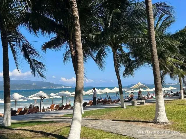 Bờ biển Nha Trang với hàng dừa và ghế dù, ảnh minh họa khu vực