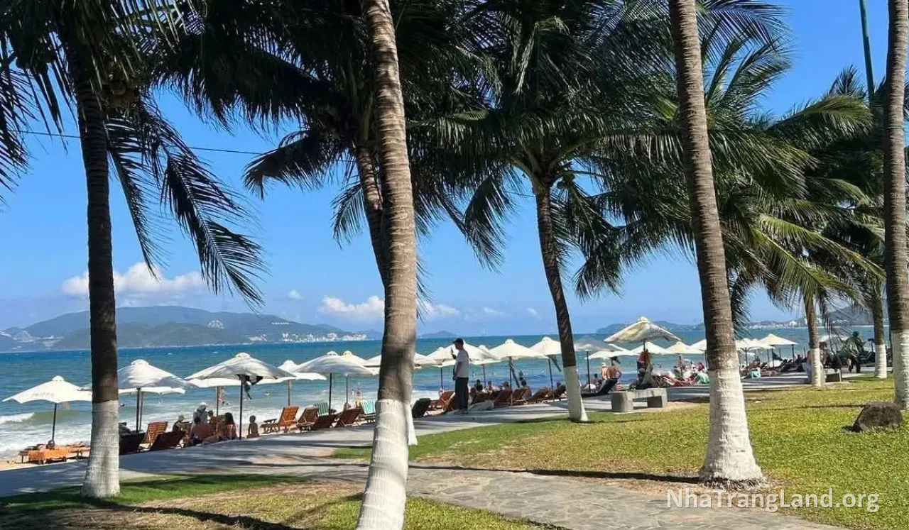 Bờ biển Nha Trang với hàng dừa và ghế dù, ảnh minh họa khu vực