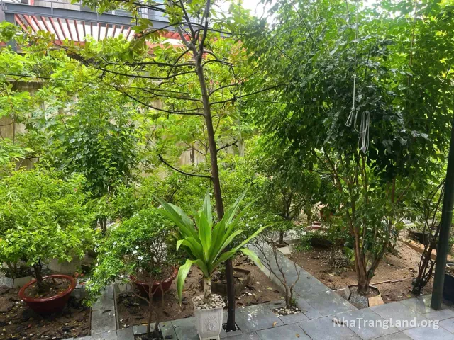 Sân vườn nhiều cây xanh phía trong biệt thự — ảnh 4