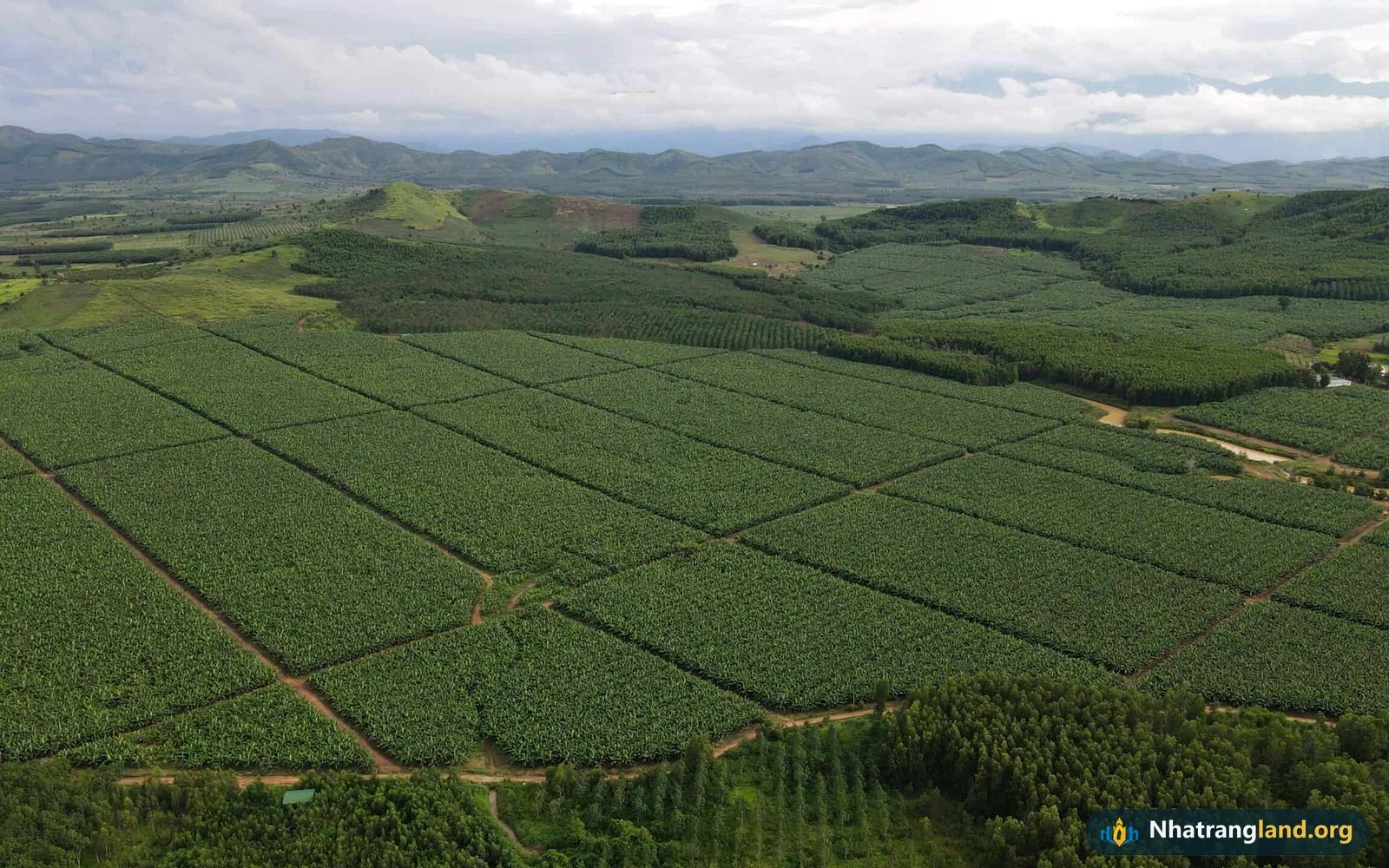 N&ocirc;ng trại n&ocirc;ng nghiệp c&ocirc;ng nghệ cao KD Green Farm trồng chuối xuất khẩu Nhật Bản H&agrave;n Quốc tại Đắk Lắk